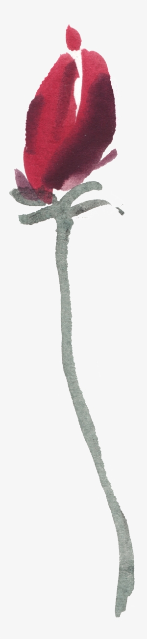 Watercolor Flower - Beaked Hazelnut