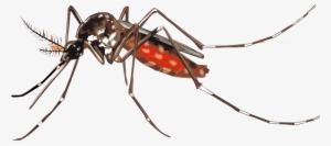 Mosquito Png Background Image - Mosquito Chikungunya