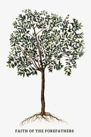 Are There Two “people Of God” Is Israel His “chosen - Tree Botanical Illustration
