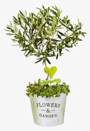 Symbol Of Peace - Miniature Mini Olive Trees