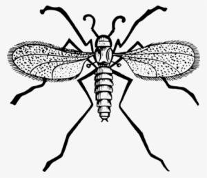 Fly Mosquito Insect Gnat Computer Icons - Gnat Clipart