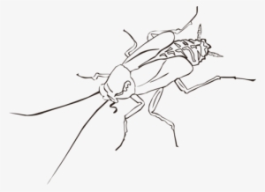 Cockroach Drawing Insect Wing Pest - Cockroach Black And White Clipart