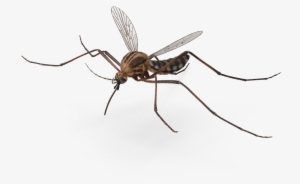 Freeuse Library Mosquito Transparent Flying - Mosquito