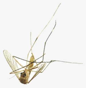 Mosquito