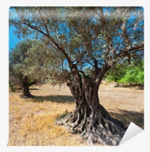 Olive Grove Resort