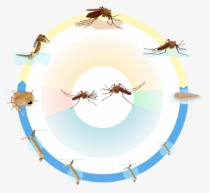 Culex Mosquito Life Cycle Nol Text - Life Cycle Of Culex Mosquito