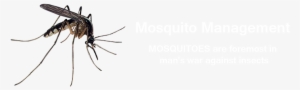 Mosquito Control - Mosquito Sucking Transparent Gif