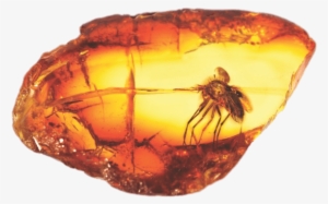 Amber With Large Mosquito Png - Amber On A Tree