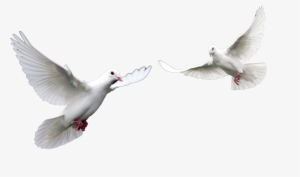 El Espiritu Santo Paloma Related Keywords El Espiritu - Doves Png