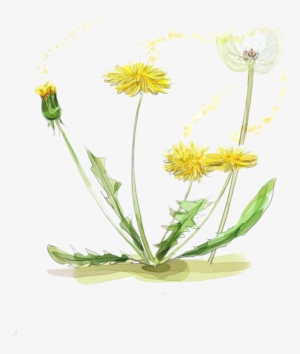 Vector Black And White Download Chamomile Drawing Watercolor - Watercolor Marigold Transparent