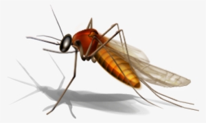 Mosquito Png Transparent Images - Office Com West Nile Virus