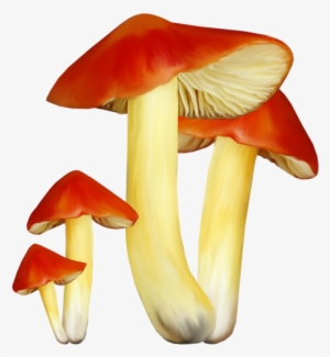 0 16902b 89ff9e1 Xl - Hongos Png