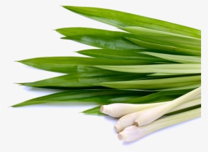 Lemongrass Png