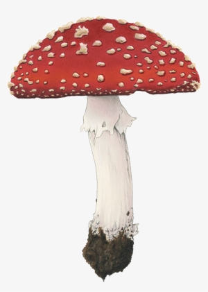 Fly Amanita - Fly Agaric