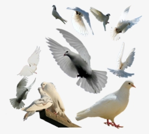 Palomas Vector Paloma Volando - Pigeon Group Png