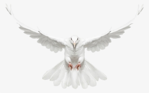 White Doves With Rings Png - Dove With Wings Spread