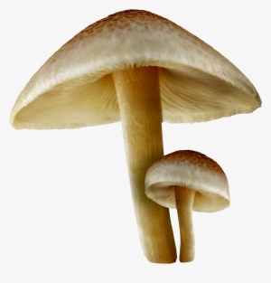 Mushroom Cutout