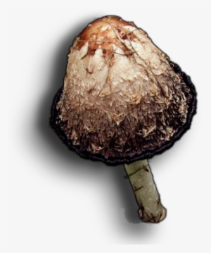 06 Feb 2009 - Shiitake