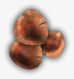 06 Feb 2009 - Wood Ear