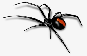 Mosquito Clipart Spider Insect - Transparent Background Spider Png