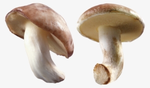 Mushroom Transparent Background