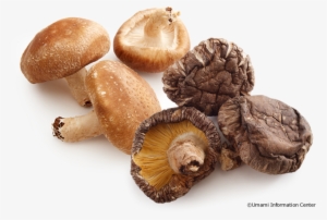 Shiitake Mushroom - Shiitake Mushroom Png