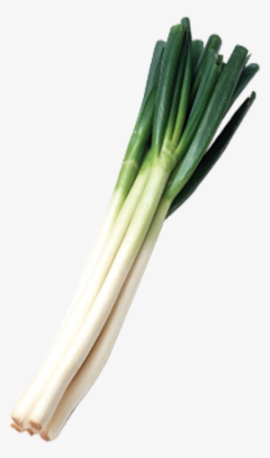 Green Onions Png Svg Freeuse Library - Green Onion Png