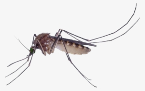 Marsh Mosquitoes Pest Control Culex Pipiens Fly - Mosquito Culex Png