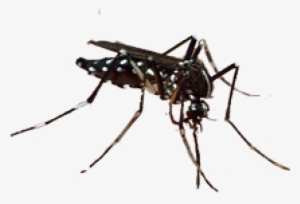 New Species Discovered 2011