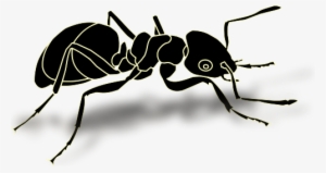 Ant Png Transparent Images - Transparent Ant