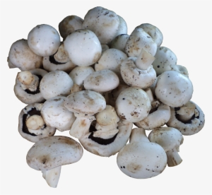 1) Mushrooms (button / Milky / Oyster / Shitake) - Champignon Mushroom