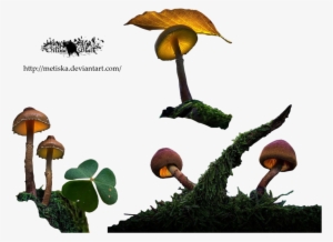 Mushrooms Png By Metiska - Agaricus