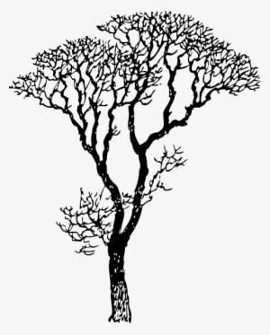 Bare Tree Clip Art - Tree Drawing Black And White