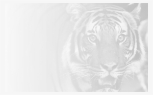 Current Hope High School Online Students Mascot - Tiger Roar Tablet - Ipad Mini 1 And 2 (vertical)