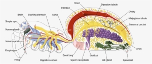 1200px Spider Internal Anatomy En - Anatomy Of A Spider