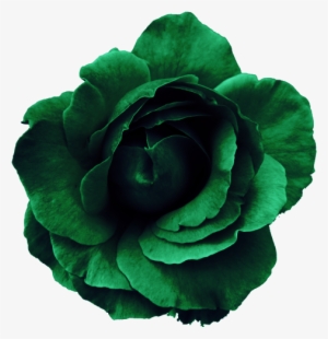 Flower Rose Green - Png Flower