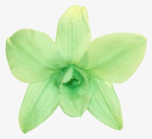 Orchid Dendrobium - Mint Green - Png Mint Green