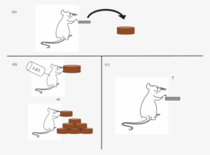 Animals Are Trained To Press A Level To Gain Food Pellets - Devaluation