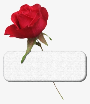 Plaque St Valentin - St Valentin Tube Psp