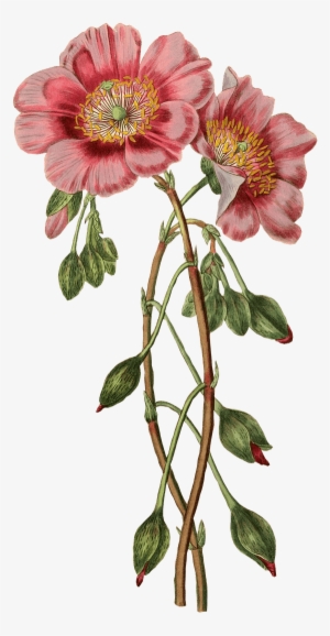Flowers - Vintage Flowers Illustration Png