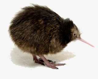 Kiwi Bird Png Clipart - North Island Brown Kiwi Transparent