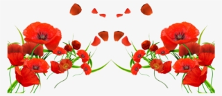 Forget Me Not Red Flowers