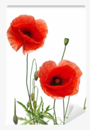 Red Poppies Isolated On White Greeting Card