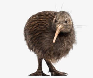 Kiwi Bird Transparent Background - Kiwi Bird White Background