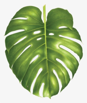 Philodendron Monstera - Split Leaf Philodendron To Trace