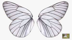 Collection Of Free Wings Transparent Butterfly Download - Butterfly Wings Transparent Background