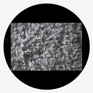 Moss B&w Gobo - Frost