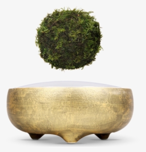 Hoshinchu Air Bonsai Garden - Bonsai