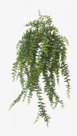 Rhapis Excelsa
