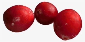 Free Png Cranberries Png Images Transparent - Cranberry Png